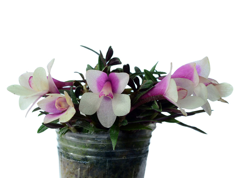 Dendrobium cuthbertsonii pink x GG bicolor