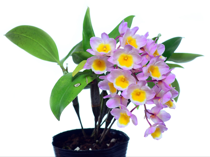 Dendrobium farmeri (10 cm Ampeltopf)