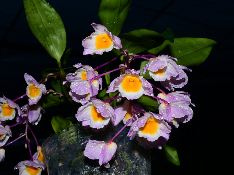 Dendrobium farmeri (10 cm Ampeltopf)