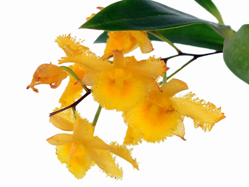 Dendrobium harveyanum OP in vitro