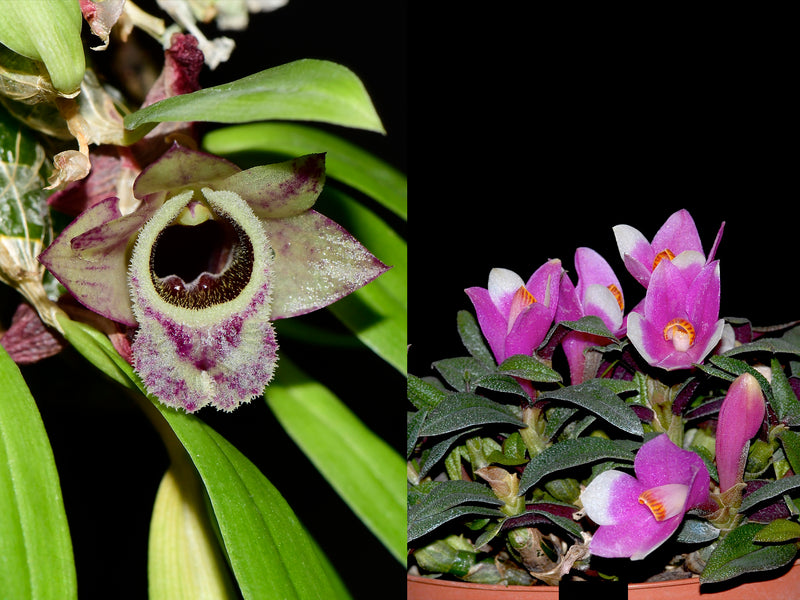 Dendrobium hekouense x Dend. cuthbertsonii purple/white OP in vitro