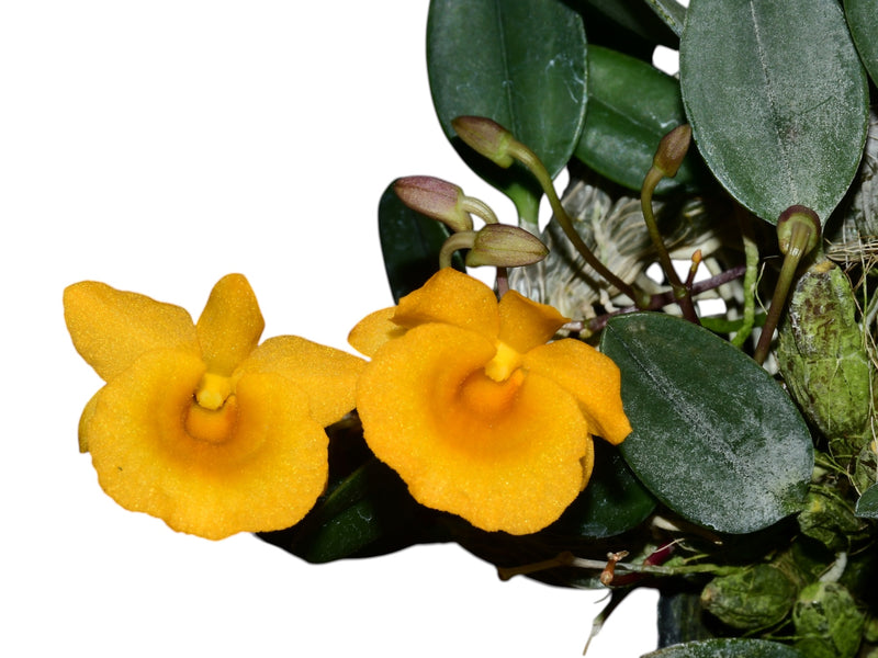 Dendrobium jenkinsii (10 cm Ampeltopf)