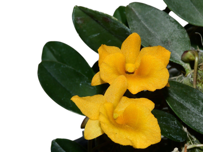 Dendrobium jenkinsii (10 cm Ampeltopf)