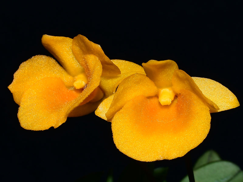 Dendrobium jenkinsii (10 cm Ampeltopf)