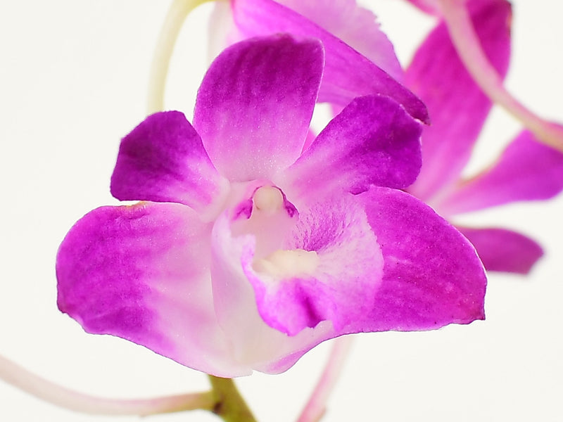 Dendrobium kingianum 'Compact'
