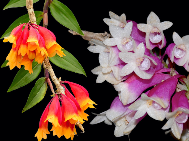 Dendrobium lawesii (f. red yellow x f. purple white) OP in vitro