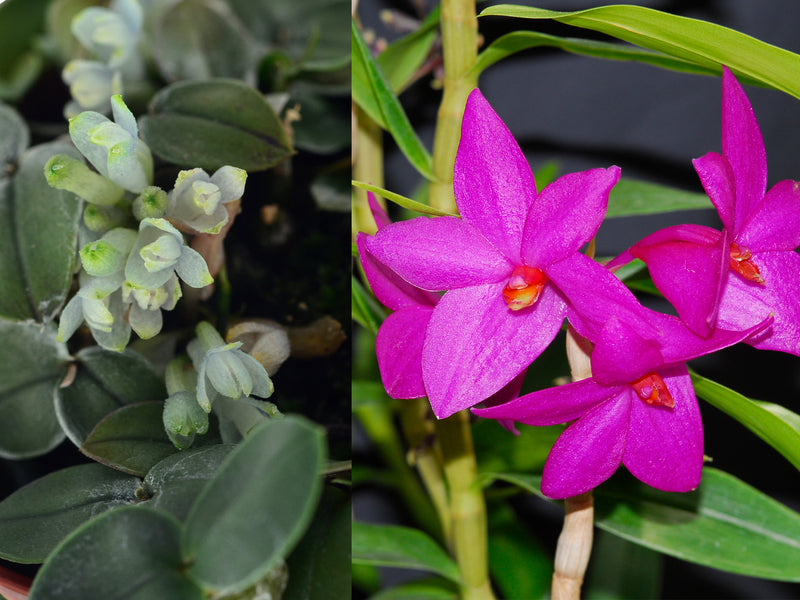 Dendrobium leucocyanum x Dendrobium sulawesiense OP in vitro