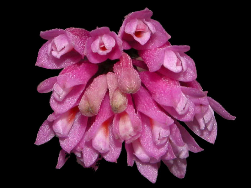 Dendrobium limpidum