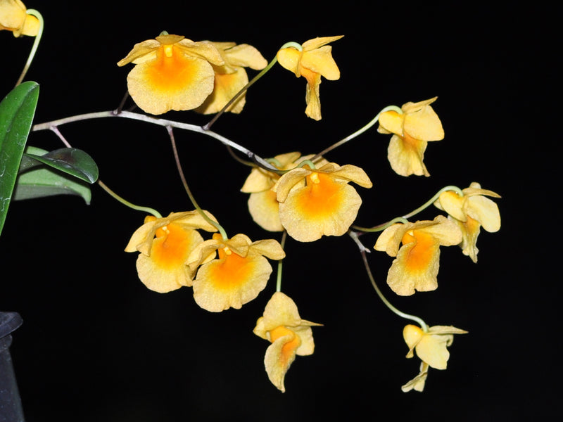 Dendrobium lindleyi