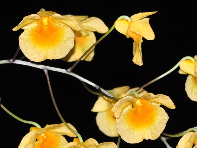 Dendrobium lindleyi