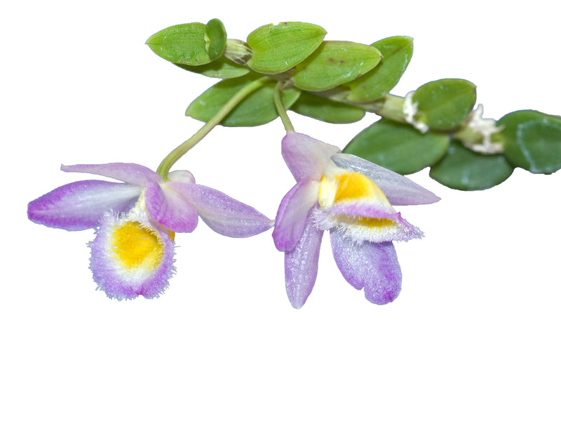 Dendrobium loddigesii