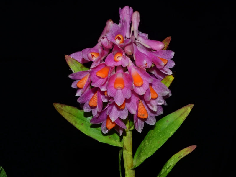 Dendrobium pseudoglomeratum OP in vitro