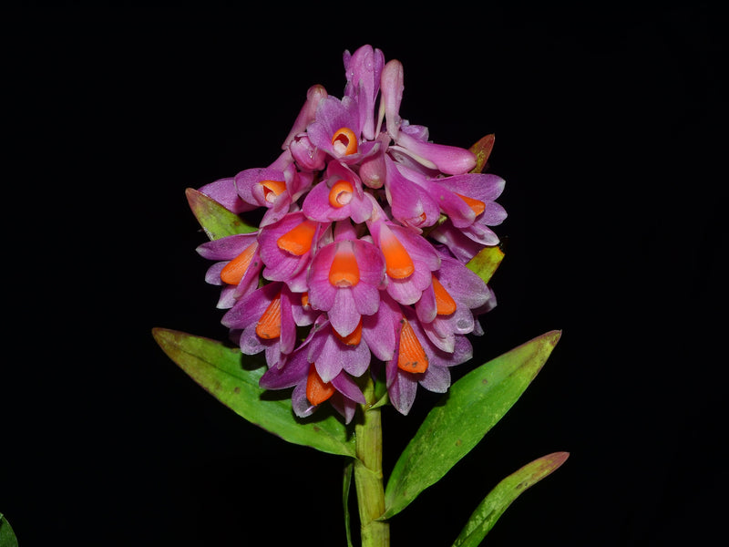 Dendrobium pseudoglomeratum OP in vitro