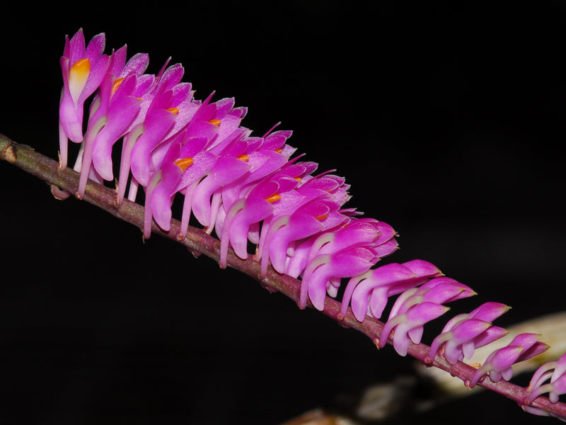 Dendrobium secundum OP in vitro