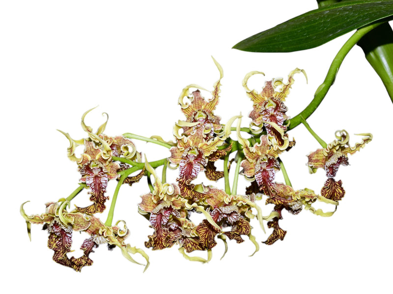 Dendrobium spectabile (14 cm Ampeltopf)