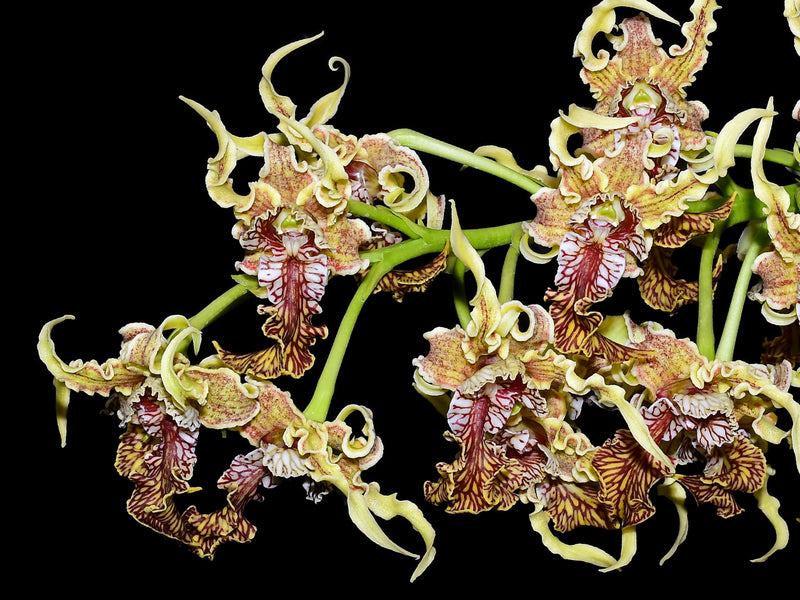 Dendrobium spectabile (14 cm Ampeltopf)