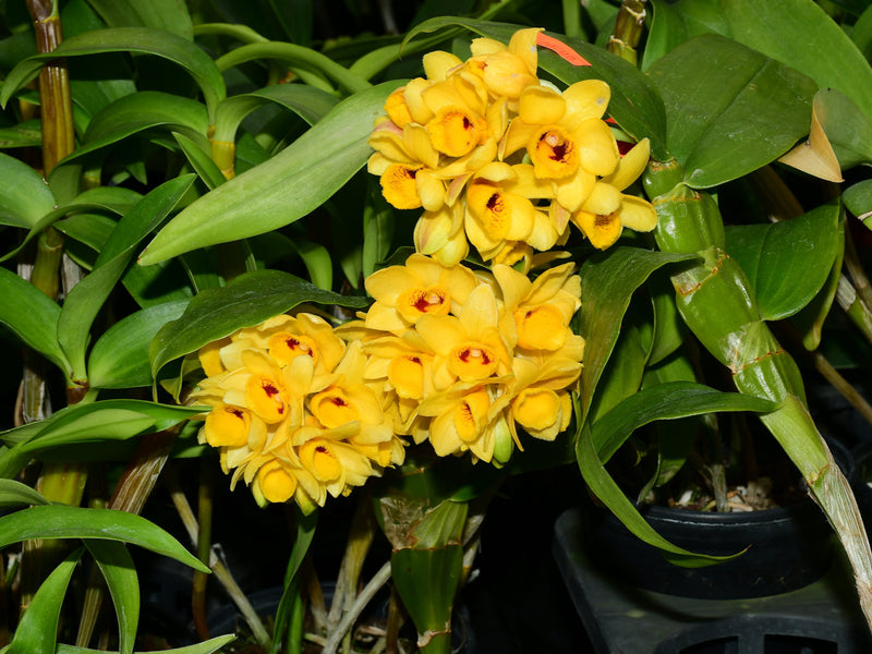 Dendrobium sulcatum (10 cm Ampeltopf)