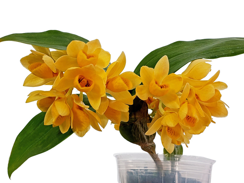 Dendrobium sulcatum (10 cm Ampeltopf)