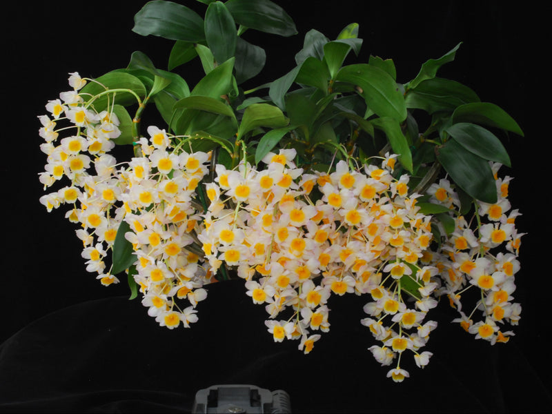 Dendrobium thyrsiflorum (10 cm Ampeltopf)