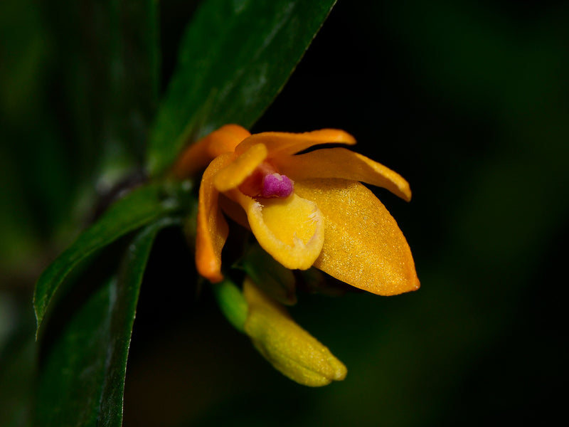 Dendrobium trichostomum f. xanthinum