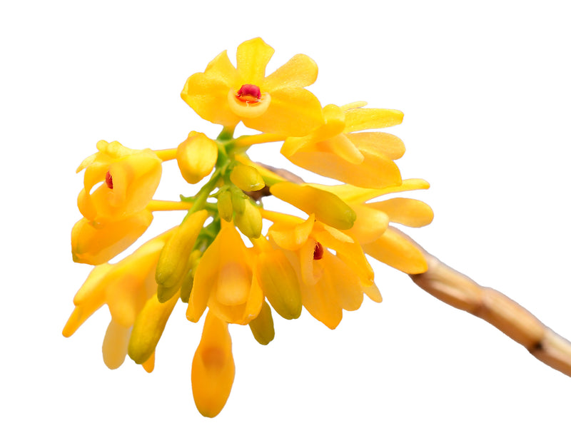 Dendrobium trichostomum f. xanthinum