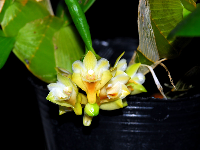 Dendrobium ypsilon