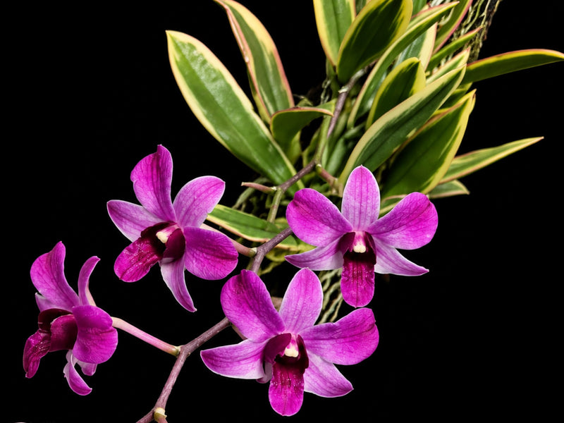 Dendrobium bigibbum f. Variegated