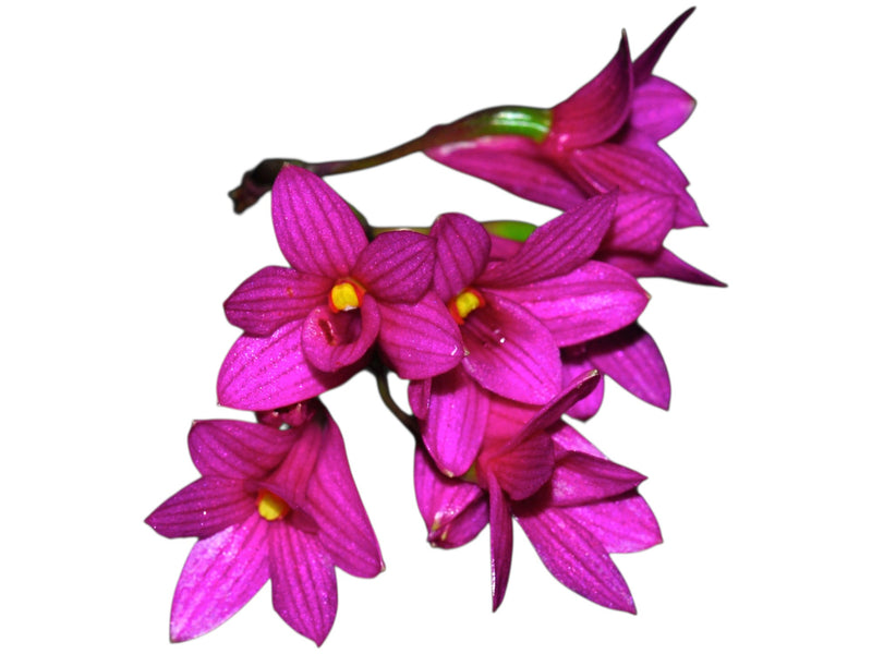 Dendrobium goldschmidtianum