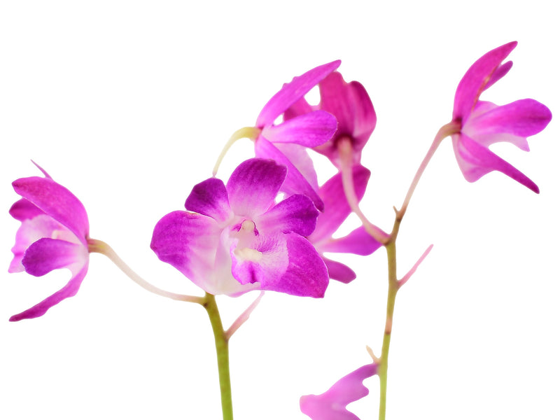 Dendrobium kingianum 'Compact'