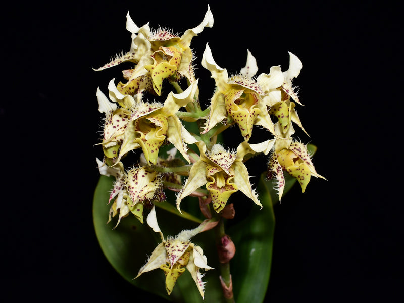 Dendrobium macrophyllum var. macrophyllum