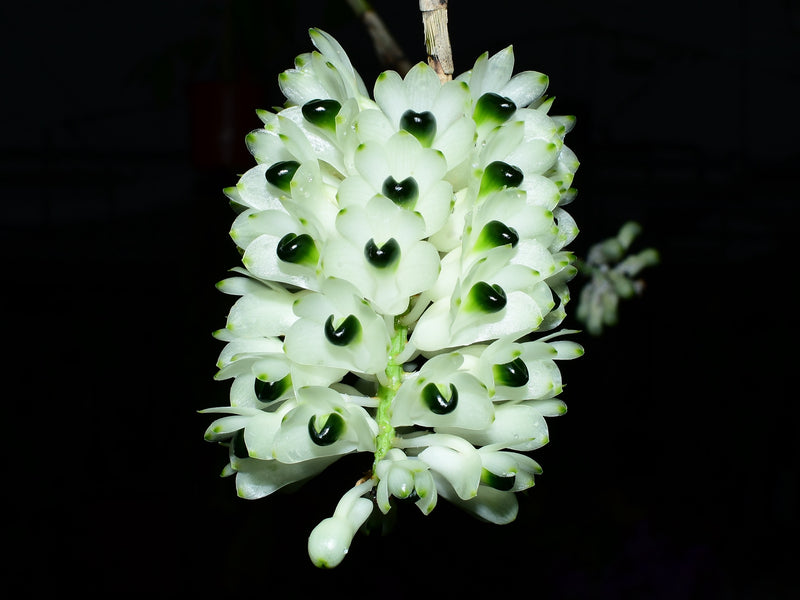 Dendrobium smillieae var. alba