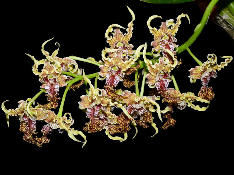 Dendrobium spectabile (14 cm Ampeltopf)