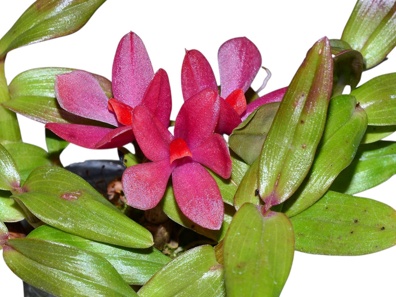 Dendrobium (sulawesiense x cuthbertsonii large)