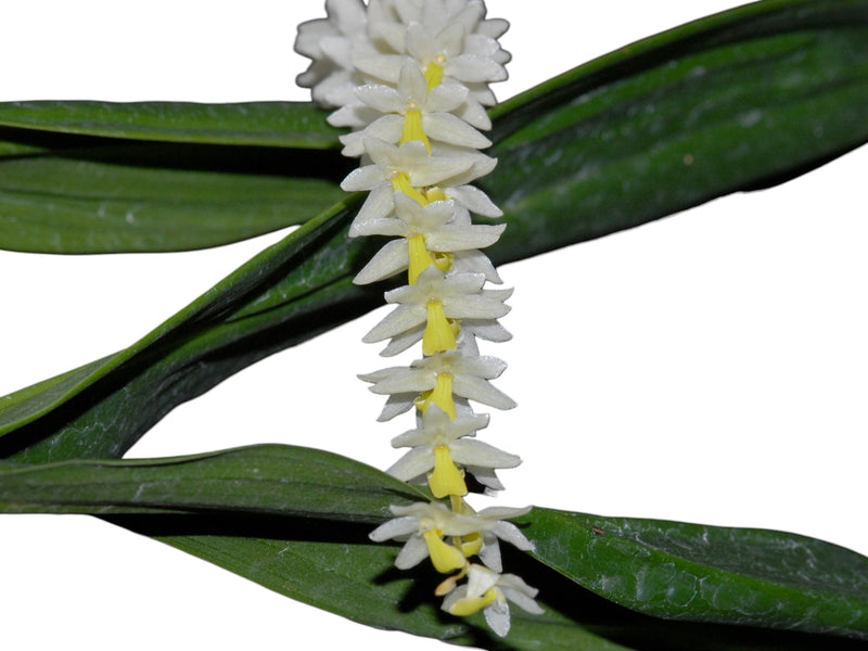 Dendrochilum cobbianum (5 cm Topf)