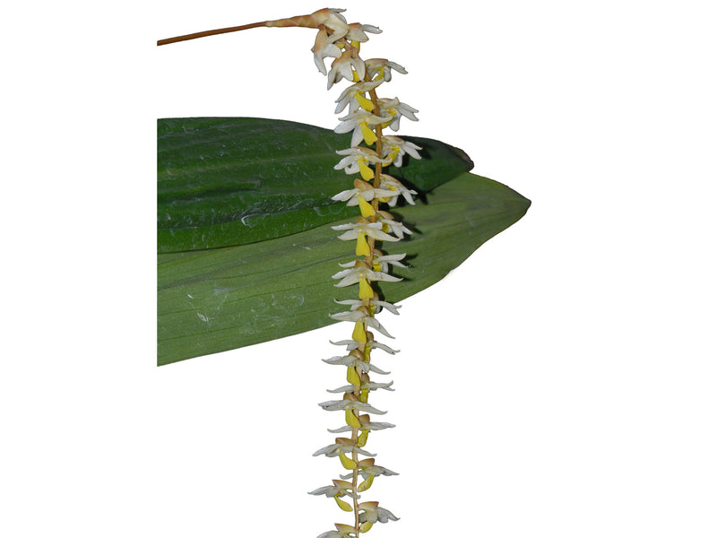 Dendrochilum cobbianum