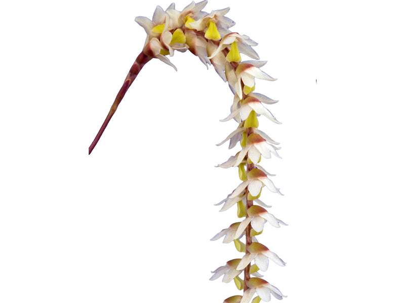 Dendrochilum cobbianum