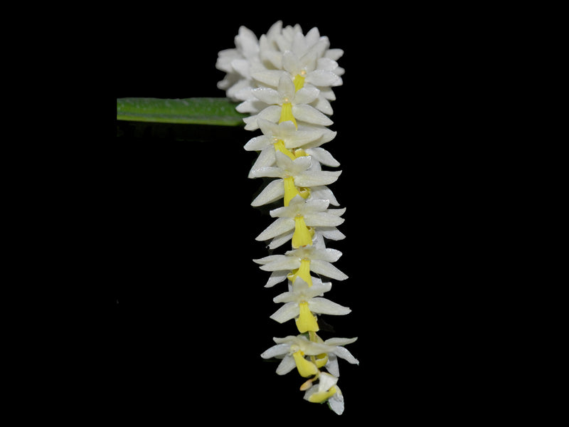 Dendrochilum cobbianum