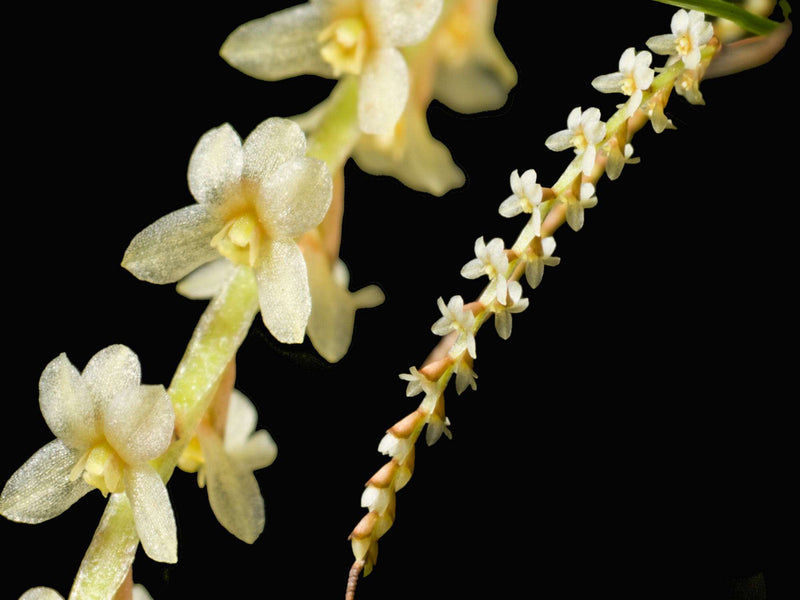 Coelogyne tenella