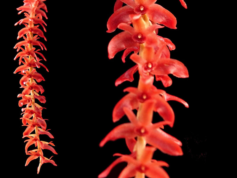 Dendrochilum wenzelii 'Red'