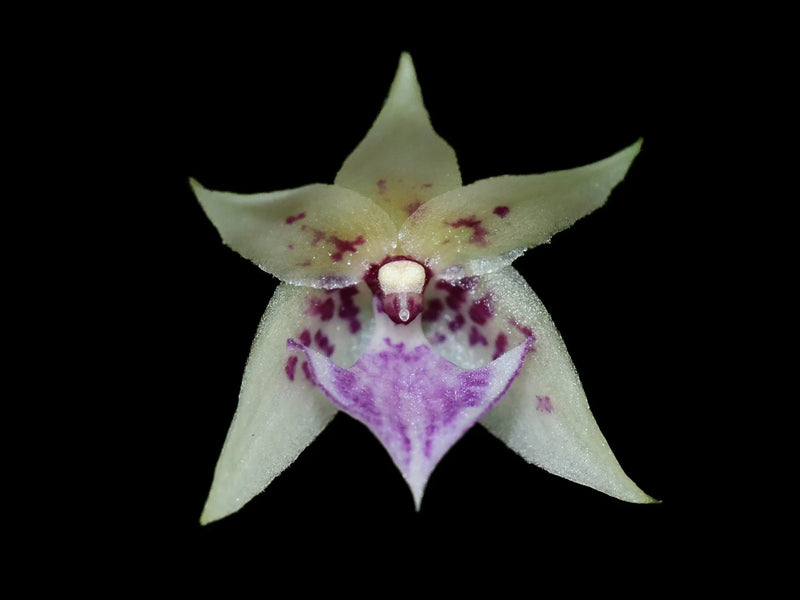 Dichaea ecuadorensis