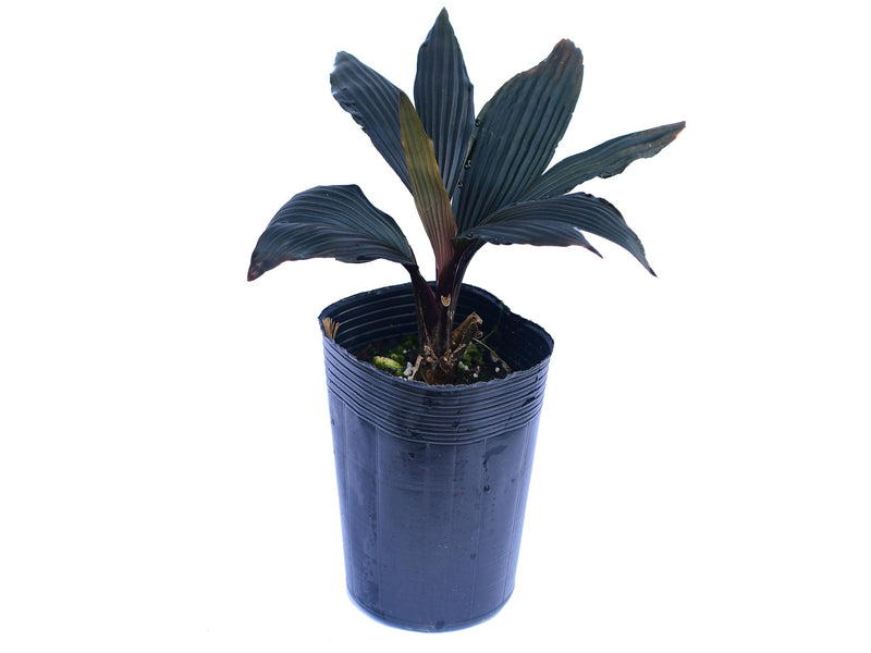 Dicranopygium sp mini red