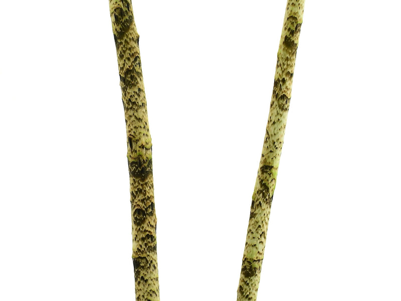 Dracontium spruceanum