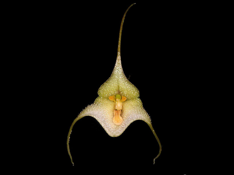 Dracula deltoidea