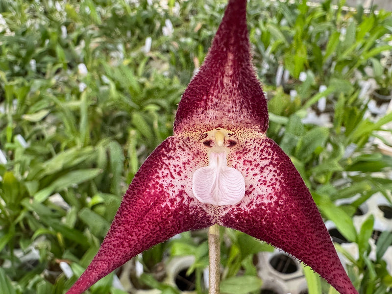 Dracula polyphemus