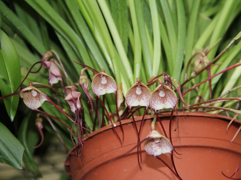 Dracula sibundoyensis