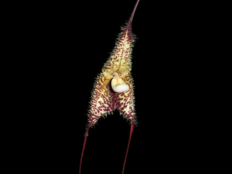 Dracula wallisii OP in vitro