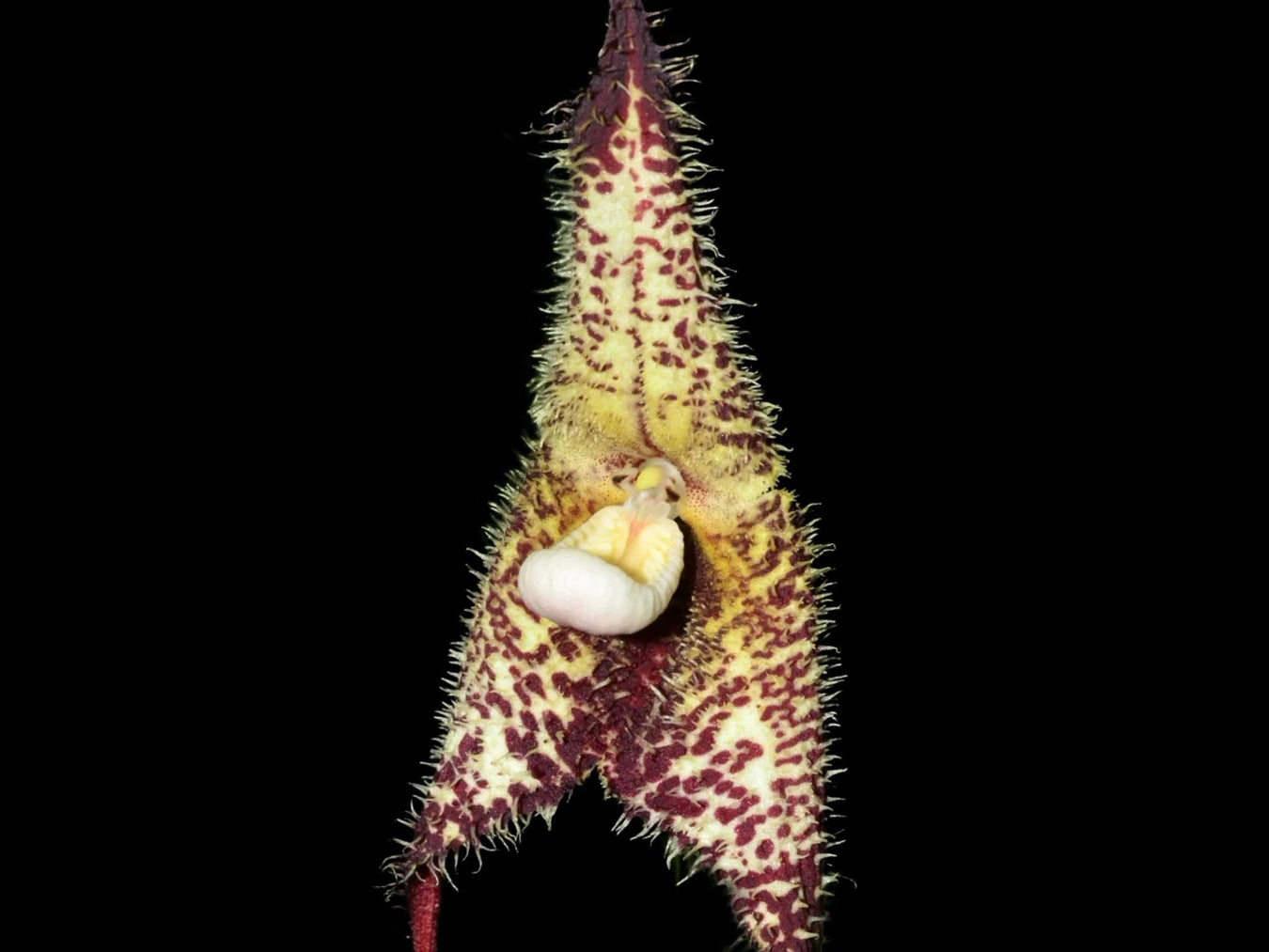OrchiPack