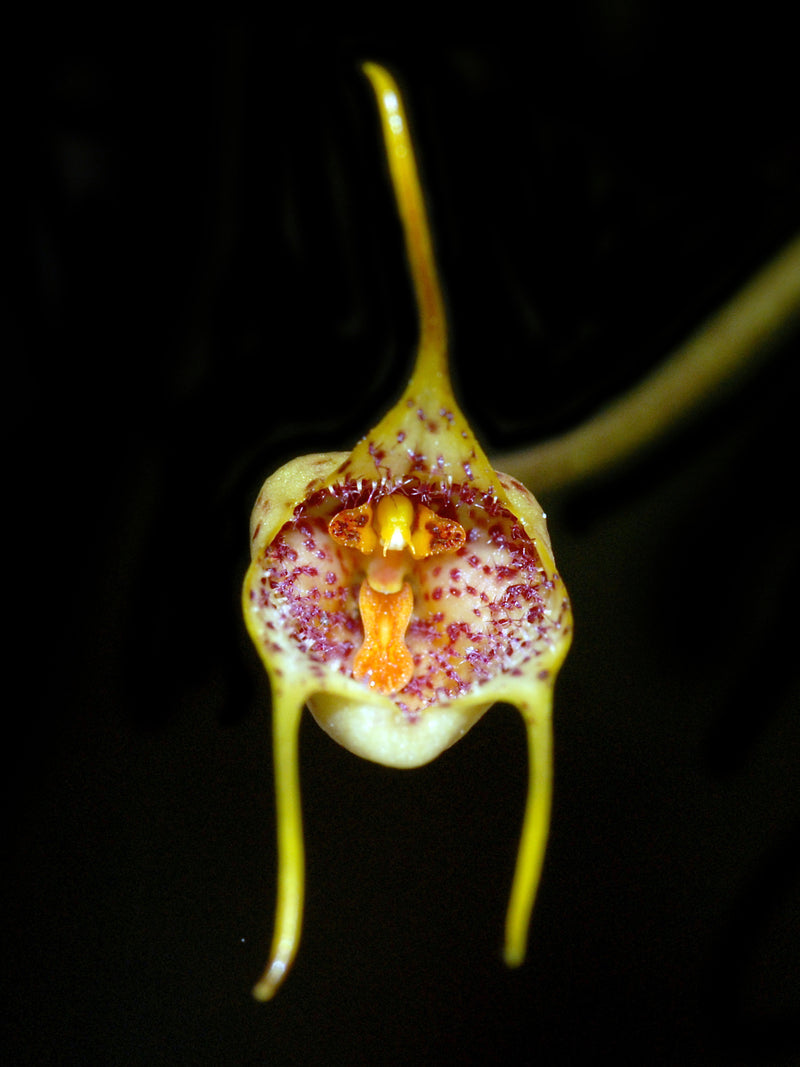 Dracula mopsus 'Ecuagenera'