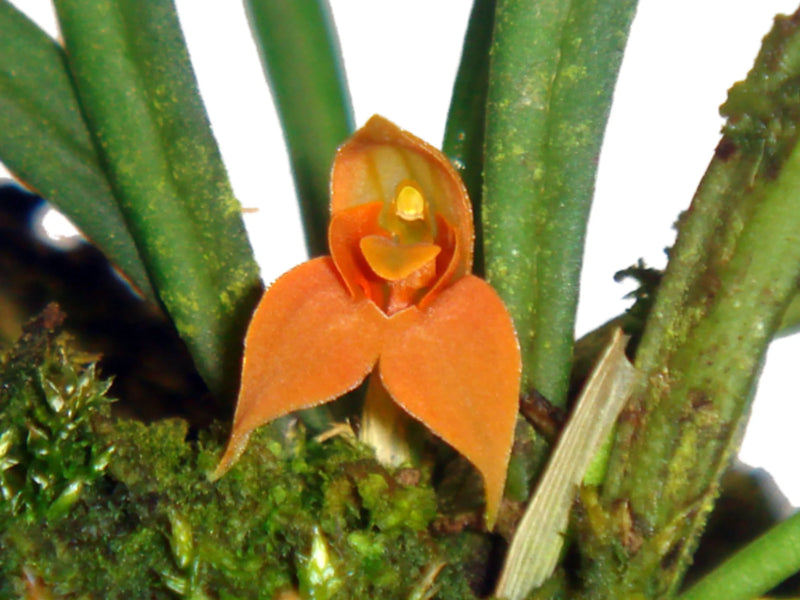 Dryadella aurea OP in vitro