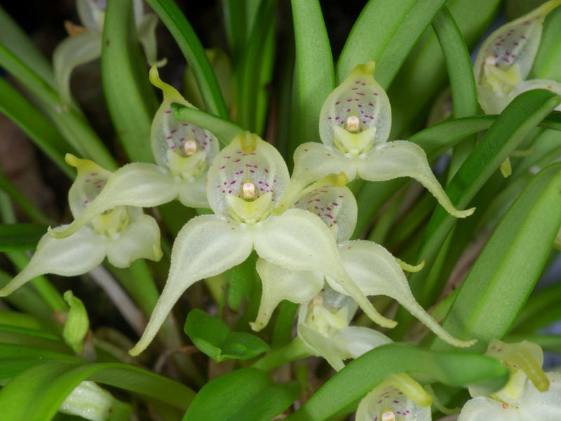 Dryadella albicans